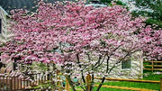 Cornus x Stellar Pink ('Rutgan') (Stellar Pink Dogwood)